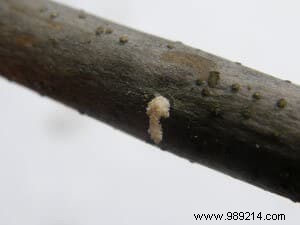 Olive Tree Bark Beetle (Neiroun) Infestation: Spotting and Treating Winter Damage