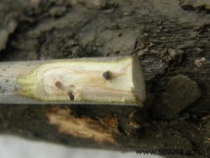 Olive Tree Bark Beetle (Neiroun) Infestation: Spotting and Treating Winter Damage