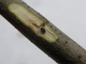 Olive Tree Bark Beetle (Neiroun) Infestation: Spotting and Treating Winter Damage
