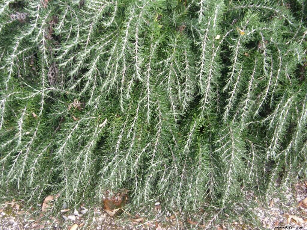 Reviving Winter-Frozen Rosemary: Expert Pruning Advice for Your 15-Year-Old Plant