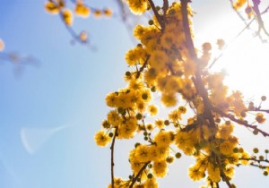 Frozen Mimosa Crumbling? Don t Prune Yet – Expert Recovery Guide