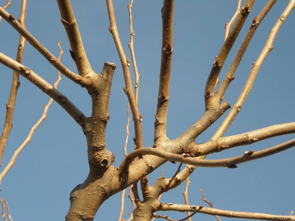 Expert Guide to Pruning Mulberry Plane Trees: Sizes, Techniques, and Before/After Photos