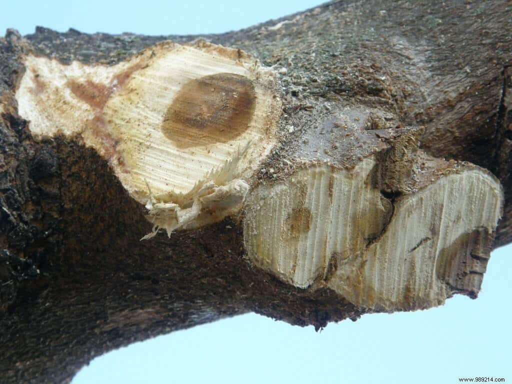 Expert Guide to Pruning Mulberry Plane Trees: Sizes, Techniques, and Before/After Photos