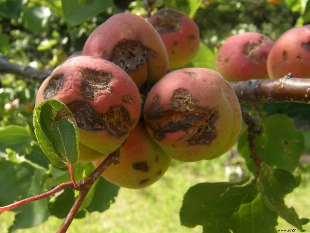 EAJ Fungicides for Gardens: Why Proper Dosing and Crop Registration Matter