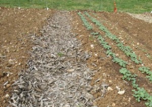 How to Create Mud-Free Paths in Your Vegetable Garden: An Easy Mulch Method