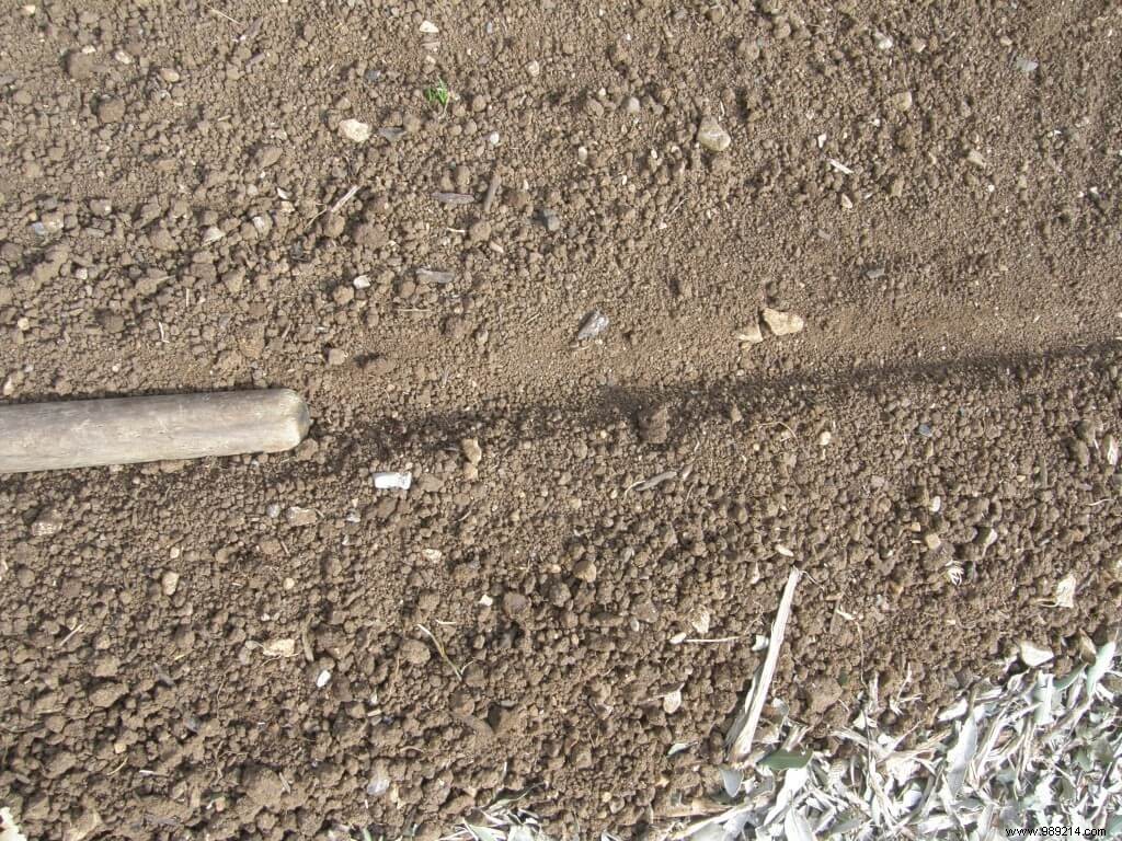 Proven Technique for Sowing Tiny Seeds: Achieve Perfect Germination Every Time