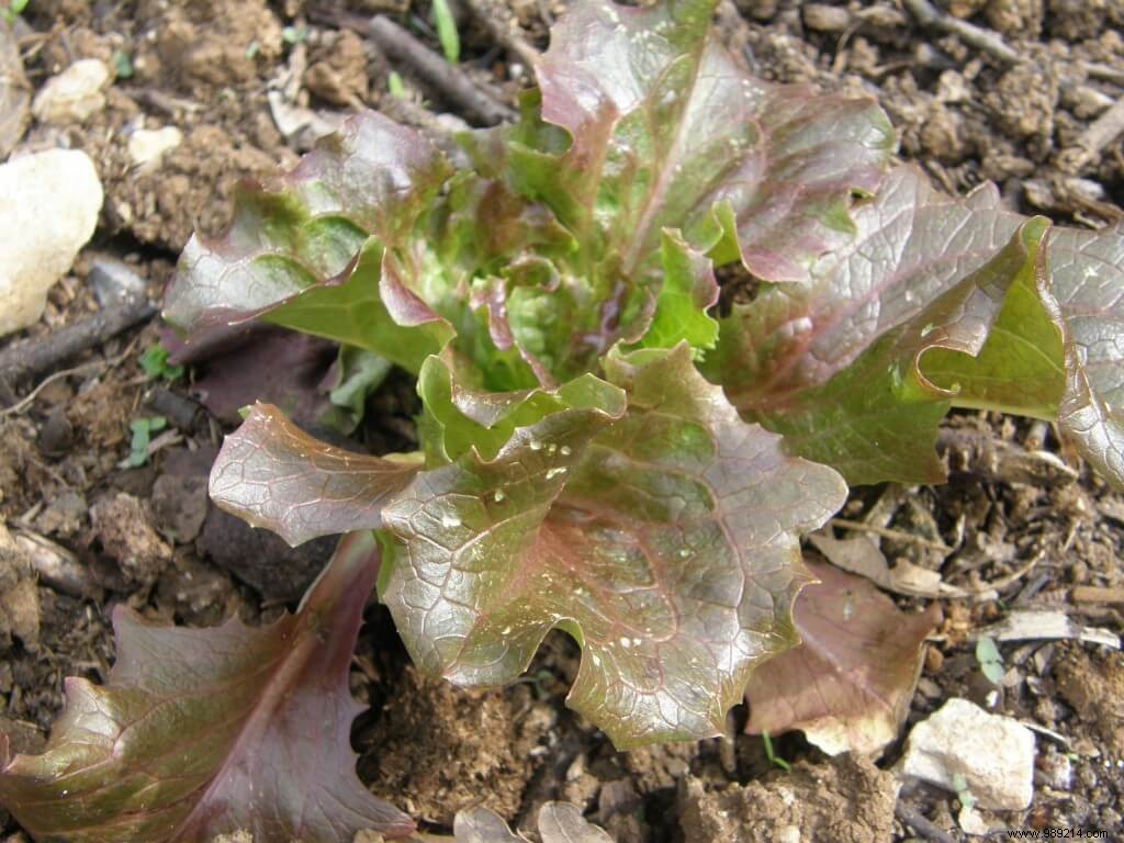 Cutworms vs. Lettuce: A Home Gardener s Losing Battle (0-4 So Far)