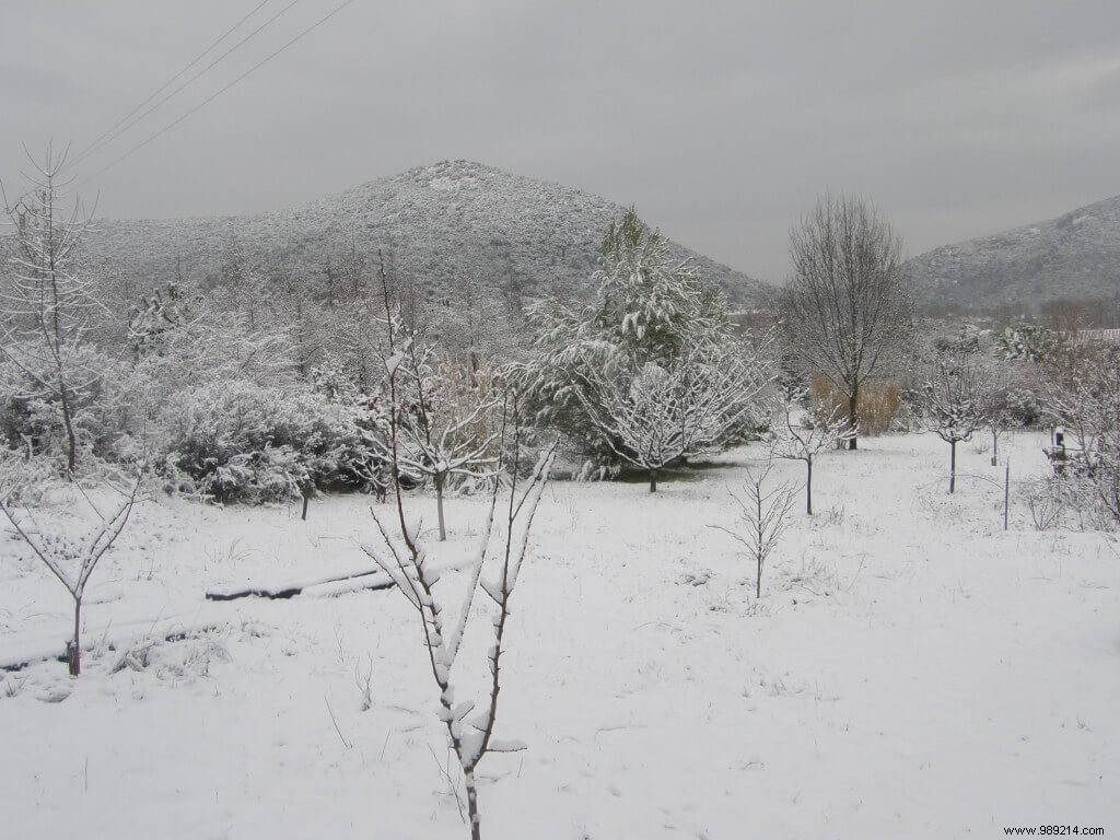 January Garden Alert: Sudden Freezes Threaten After Mild Rains in the South