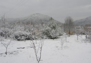 January Garden Alert: Sudden Freezes Threaten After Mild Rains in the South