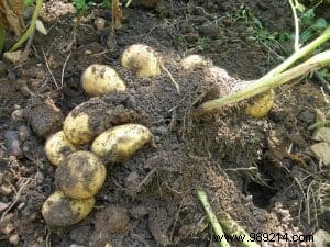 How to Choose the Perfect Potato Varieties for Your Garden: Expert Tips