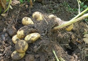 How to Choose the Perfect Potato Varieties for Your Garden: Expert Tips