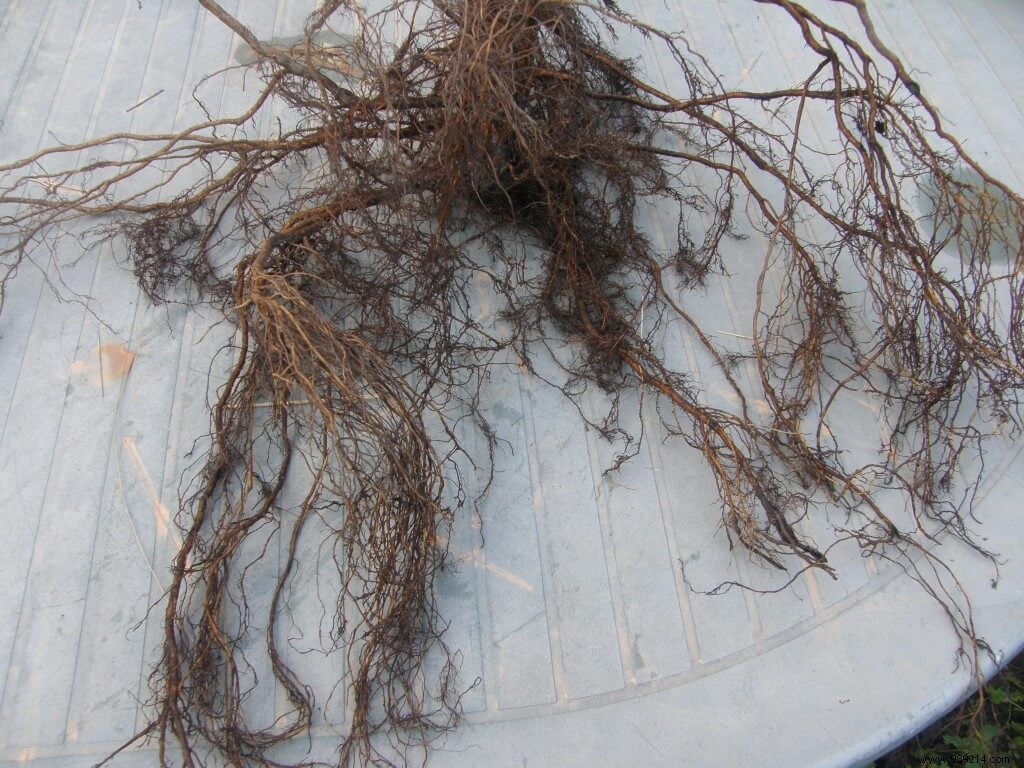 How to Praline Bare Root Plants: Expert Tips for Strong Establishment