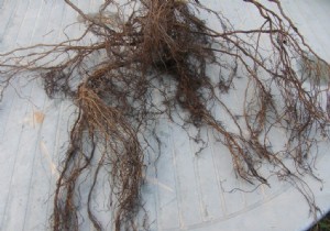 How to Praline Bare Root Plants: Expert Tips for Strong Establishment