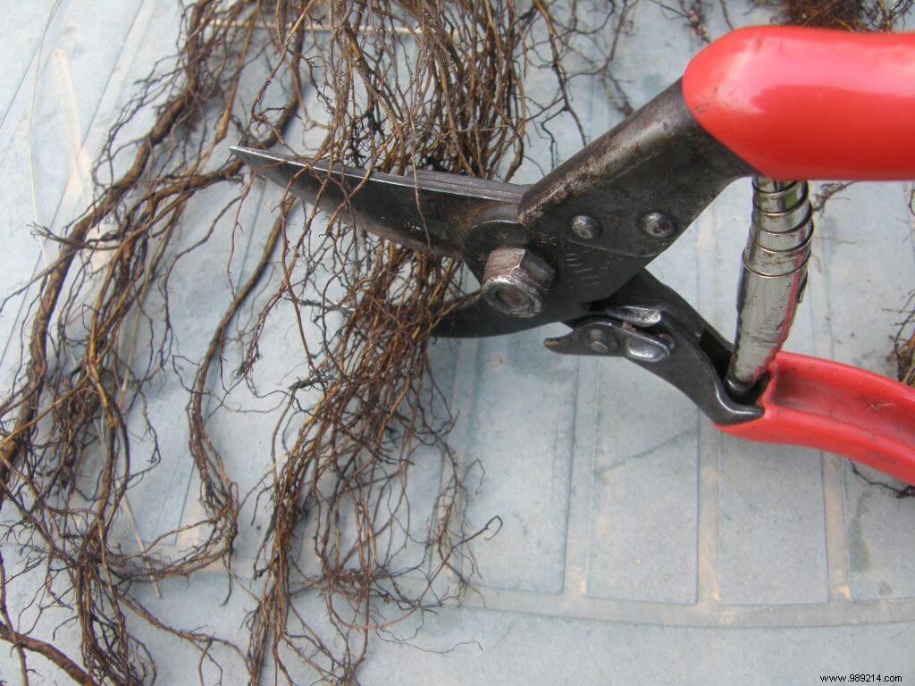 How to Praline Bare Root Plants: Expert Tips for Strong Establishment