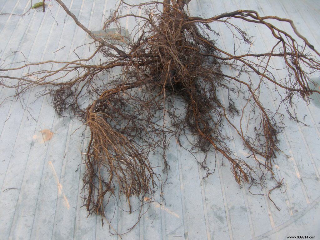 How to Praline Bare Root Plants: Expert Tips for Strong Establishment