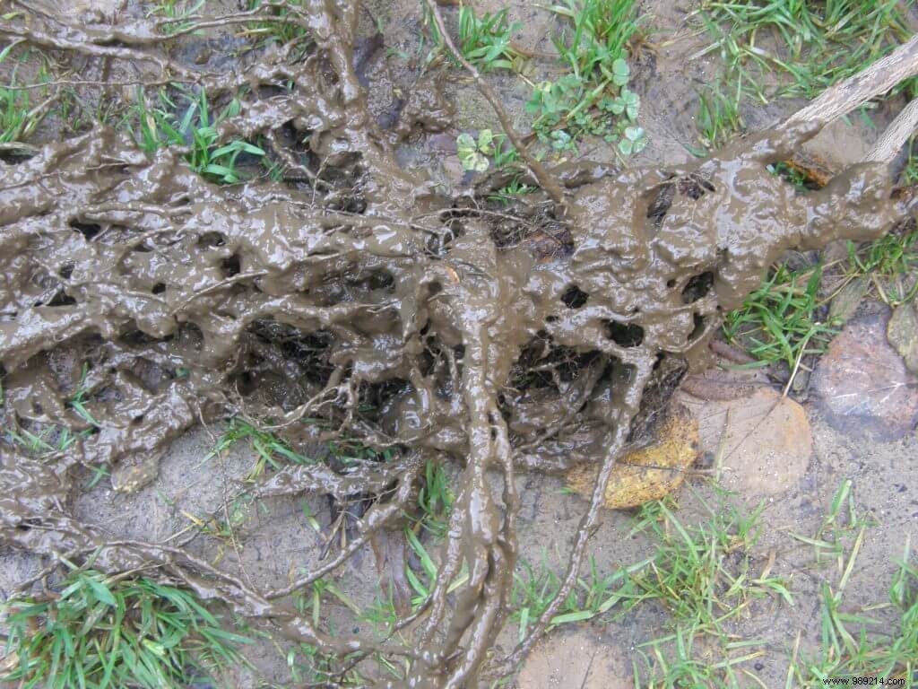 How to Praline Bare Root Plants: Expert Tips for Strong Establishment