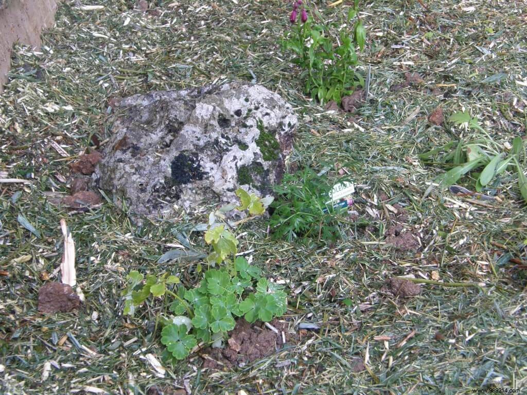 How I Built a Thriving Perennial Flower Bed: A Gardener s Step-by-Step Experience