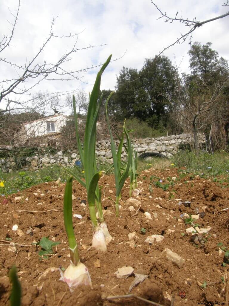 Expert Guide to Planting Garlic: Avoid Waterlogging for Success
