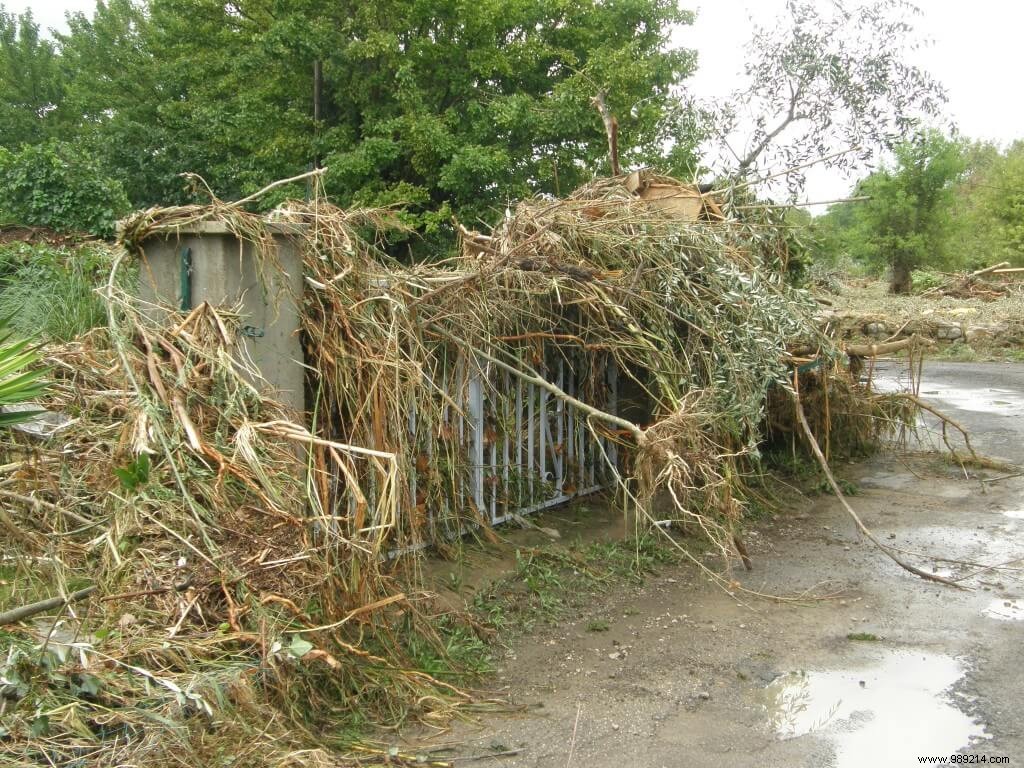 Post-Rain Garden Care: Smart Steps to Take (and Avoid) After Heavy Downpours