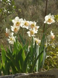 Why Wet Winter Veils Fail Plants – Expert Tips to Restore Protection