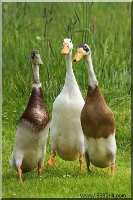 Control Garden Slugs Naturally with Indian Runner Ducks