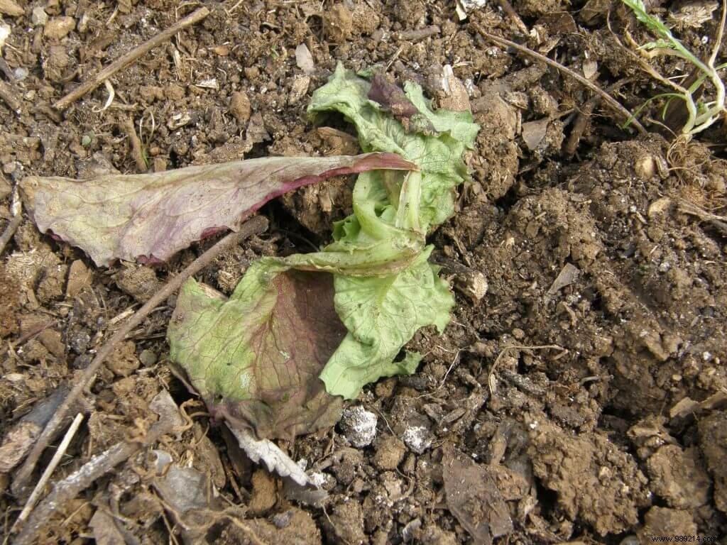 How to Identify and Treat Lettuce Rot at the Base with White Fuzz