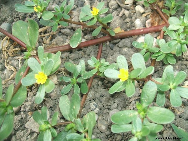 Purslane in Your Vegetable Garden: Weed or Beneficial Ground Cover?