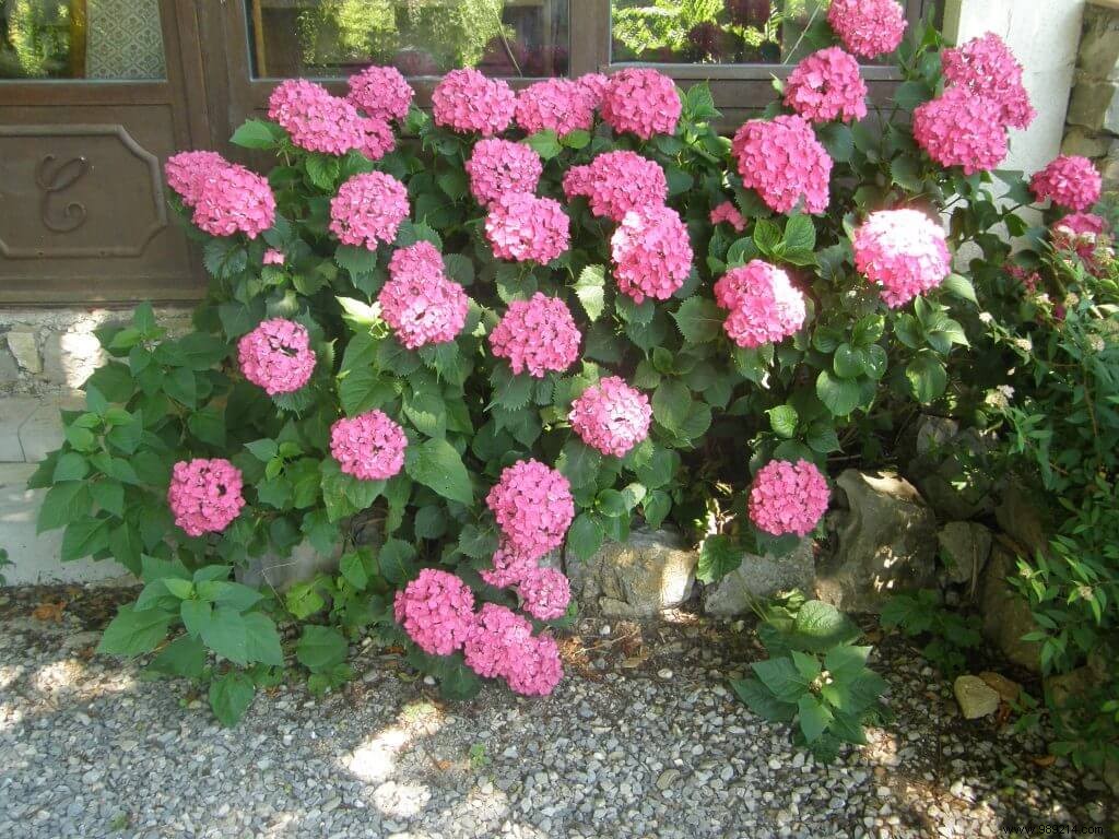 Expert Hydrangea Pruning Guide: Avoid Mistakes for Stunning Blooms