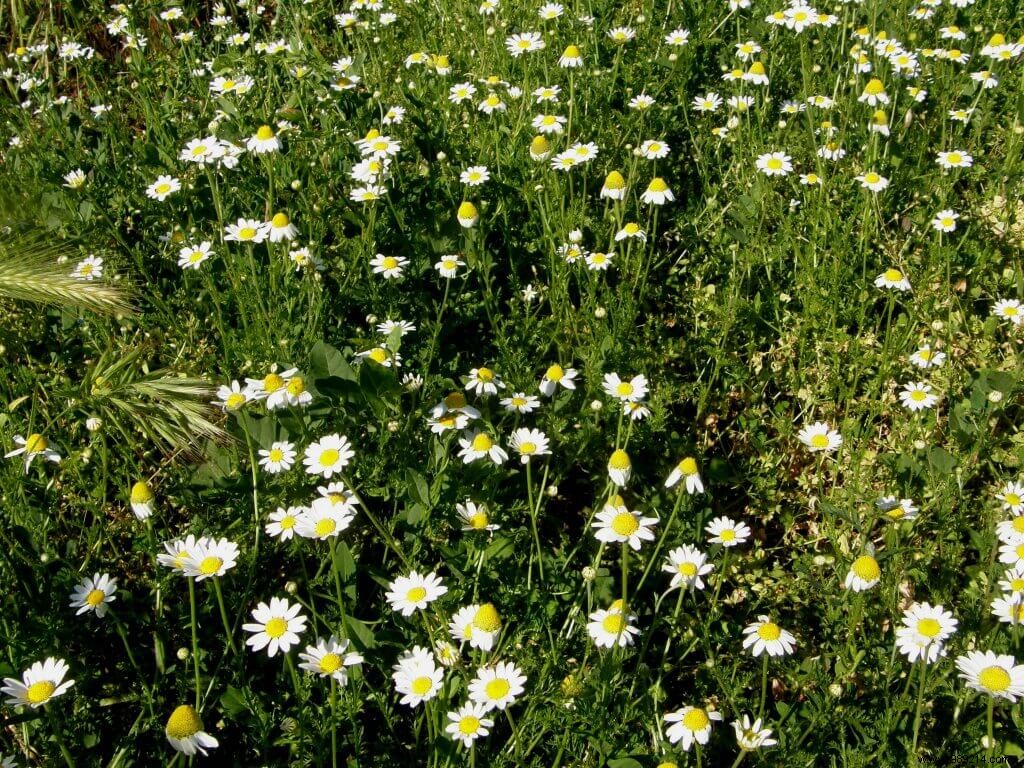 Why Biodiversity Matters: How to Foster It in Your Garden