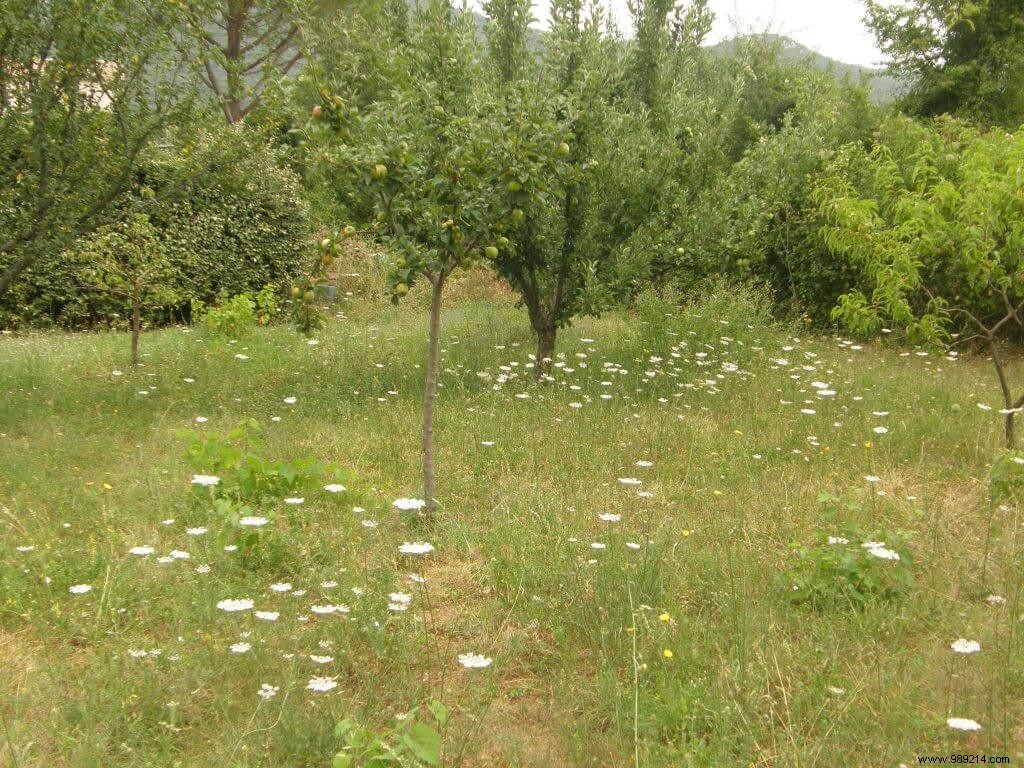 Why Biodiversity Matters: How to Foster It in Your Garden