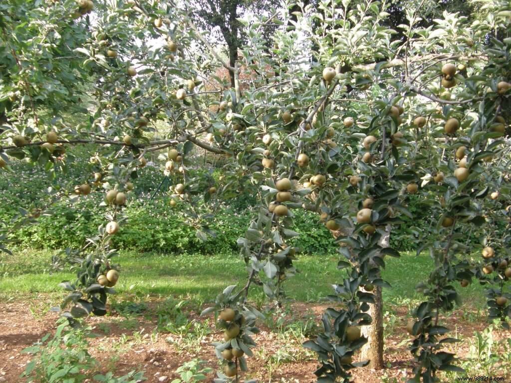 Expert Soil Preparation for Orchards: Proven Tillage and Fertilization Strategies