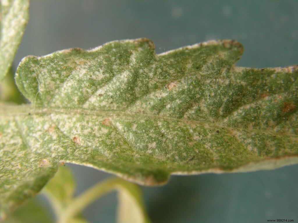 How to Eliminate Spider Mites on Tomatoes Naturally – Proven Chemical-Free Methods