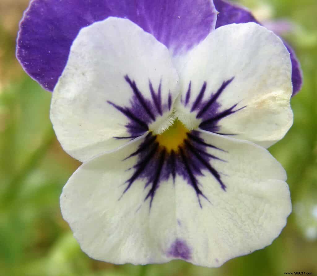 Expert Guide to Transplanting Pansies: Tips for Healthy Plants and Vibrant Blooms