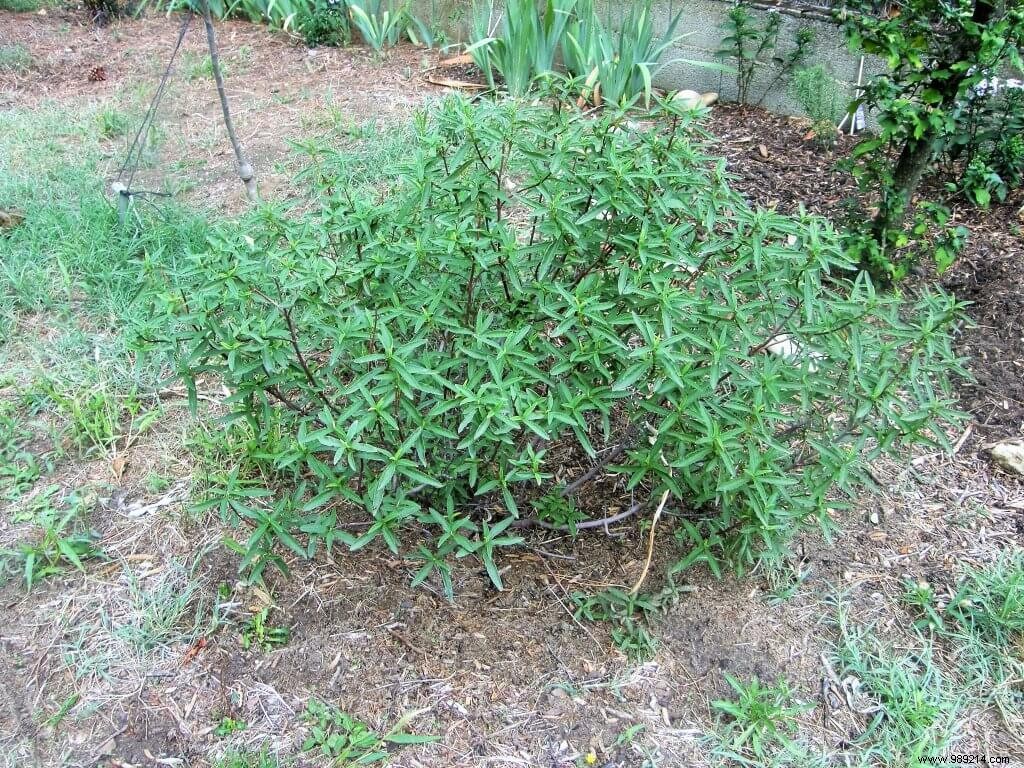How to Transplant an Evergreen Shrub: Expert Step-by-Step Guide