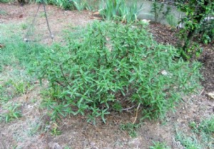 How to Transplant an Evergreen Shrub: Expert Step-by-Step Guide