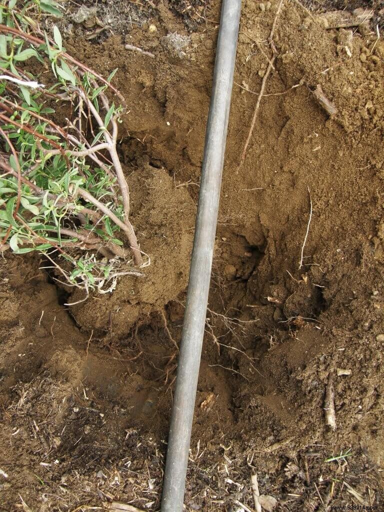 How to Transplant an Evergreen Shrub: Expert Step-by-Step Guide