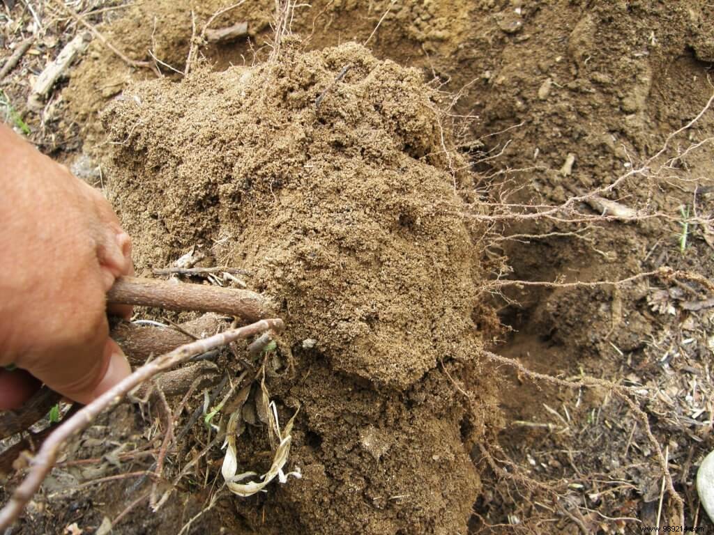 How to Transplant an Evergreen Shrub: Expert Step-by-Step Guide