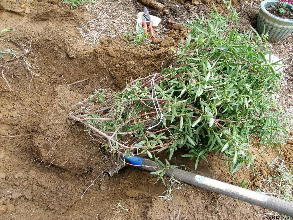 How to Transplant an Evergreen Shrub: Expert Step-by-Step Guide