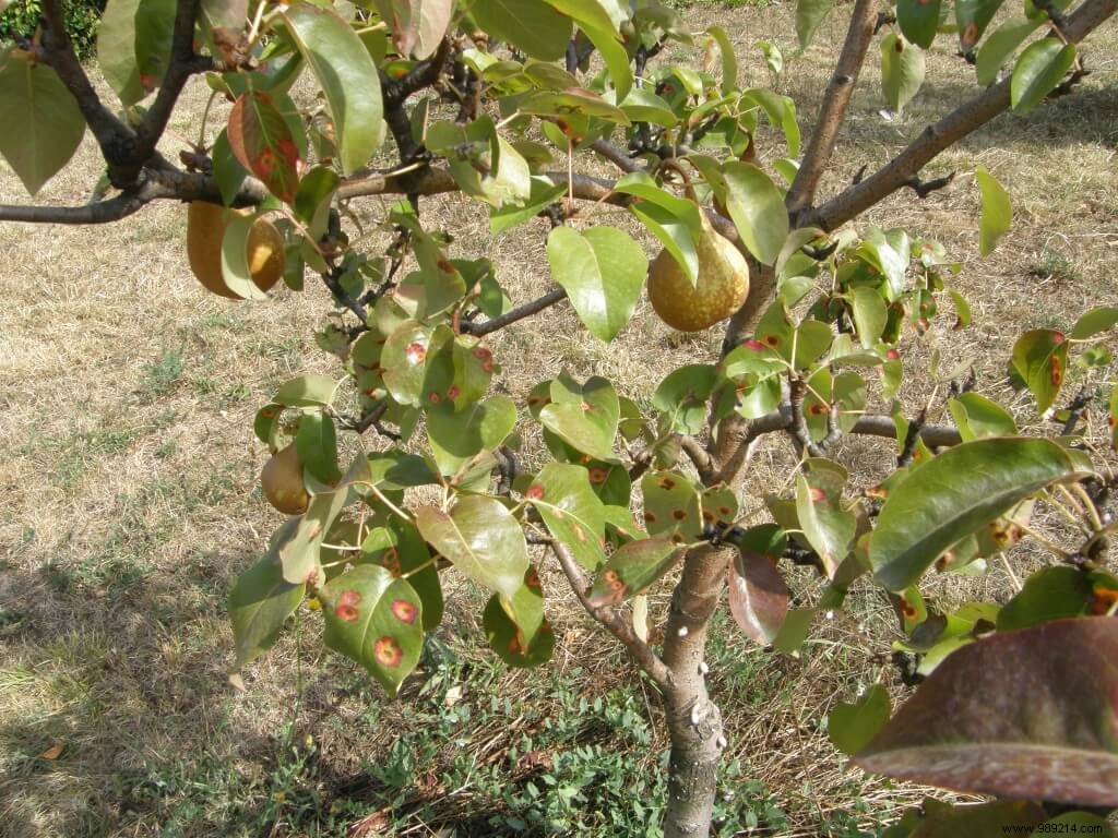 Why Did My Pear Tree Die? Expert Diagnosis and Prevention Guide