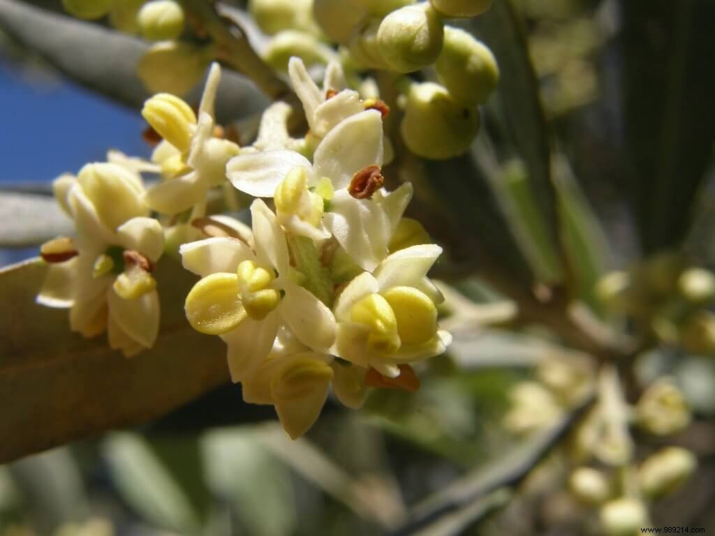 Planting Olive Trees in the Ground: Proven Tips for Success in Cooler Climates