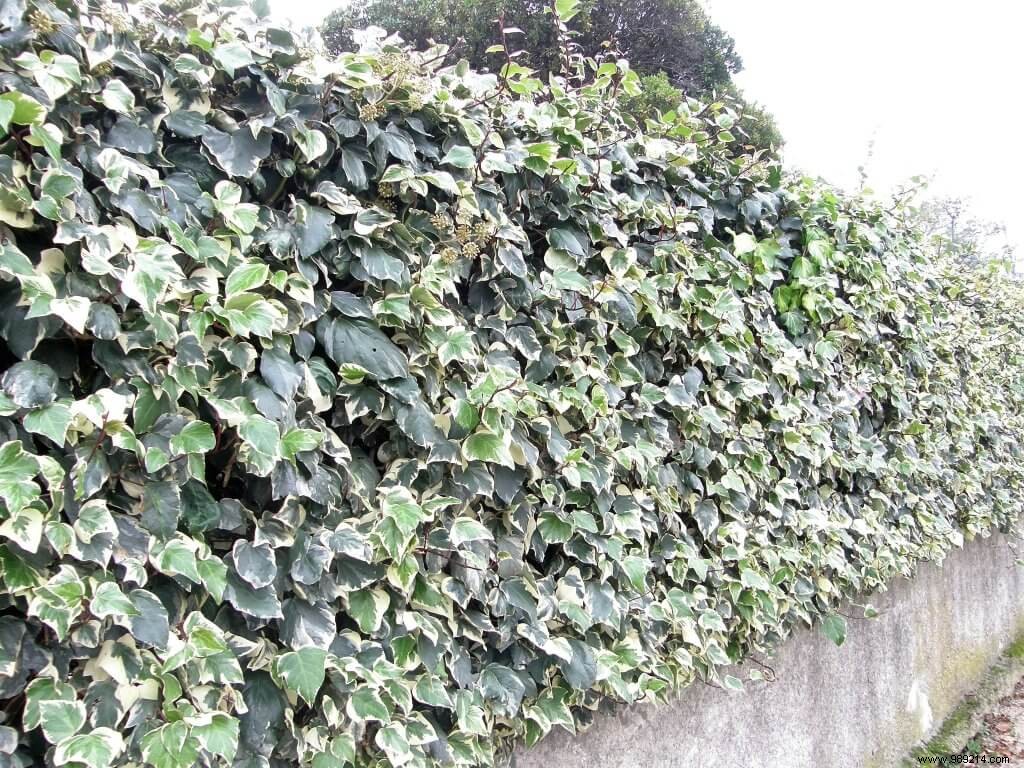 Expert Guide to Hedge Trimming: Timing, Tools, and Tips for Stunning Results