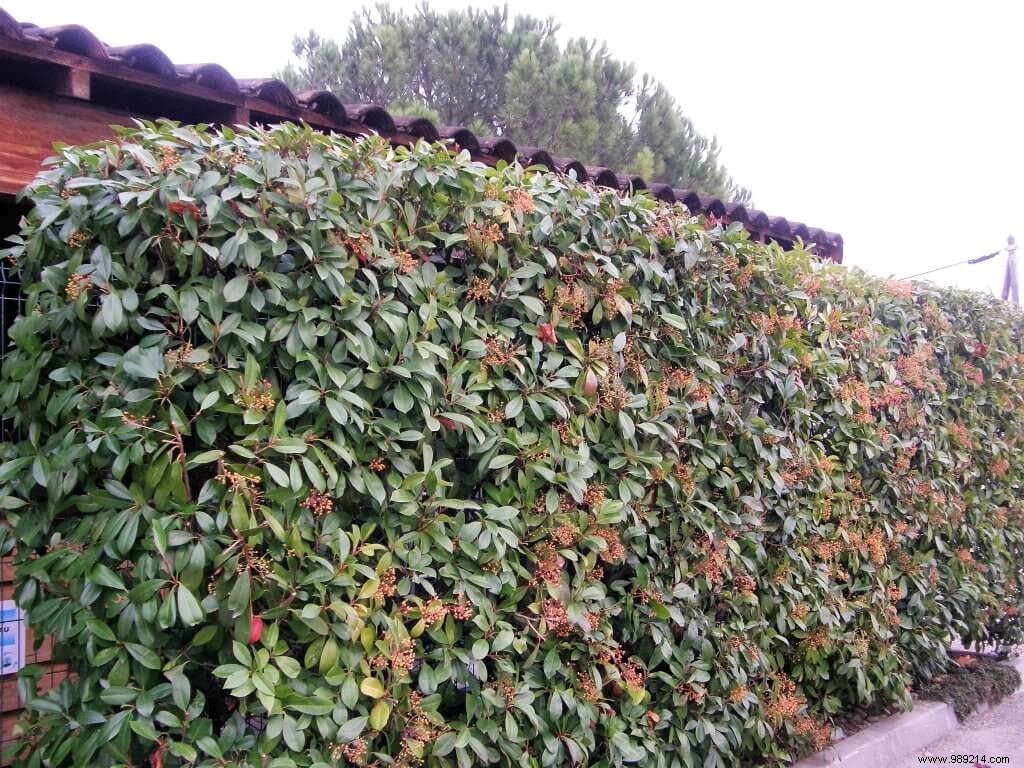 Expert Guide to Hedge Trimming: Timing, Tools, and Tips for Stunning Results