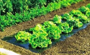 Expert Guide to Summer Fertilization: Replenish Your Vegetable Garden in July