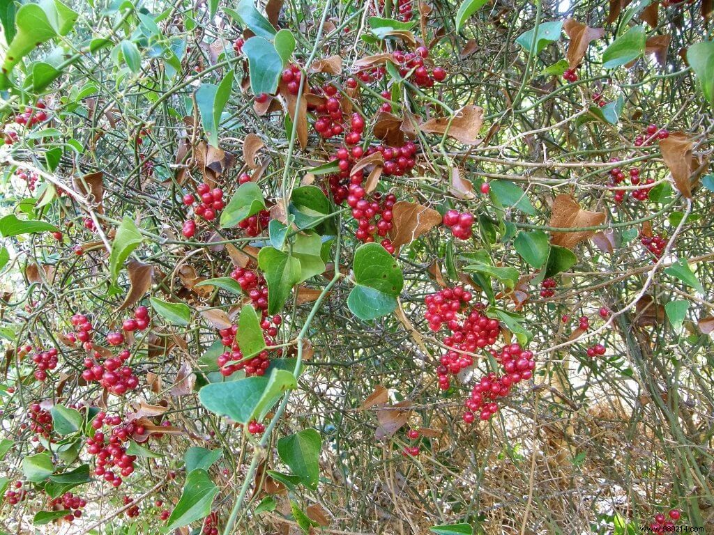 How to Conquer Invasive Vines and Woody Regrowth in Your Garden