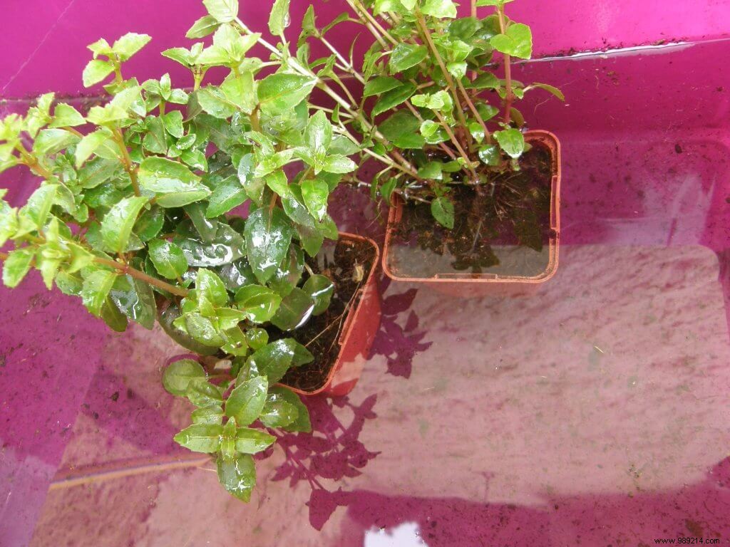 How to Plant Flowers in a Garden Planter: Expert Step-by-Step Guide