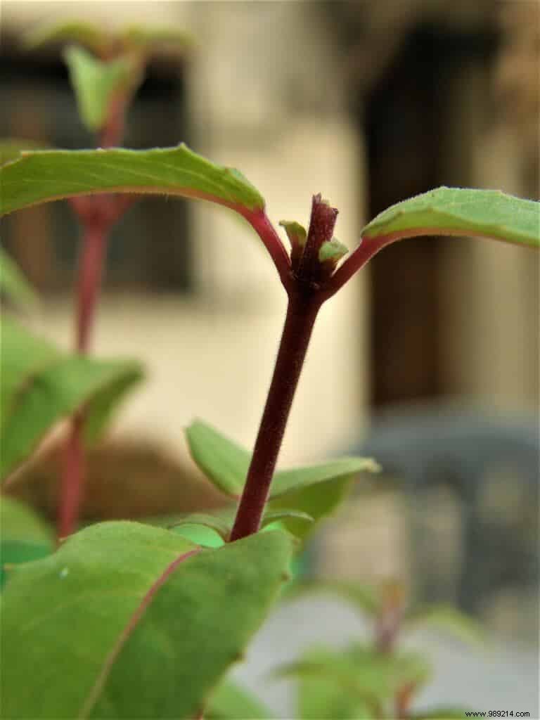 How to Plant Flowers in a Garden Planter: Expert Step-by-Step Guide