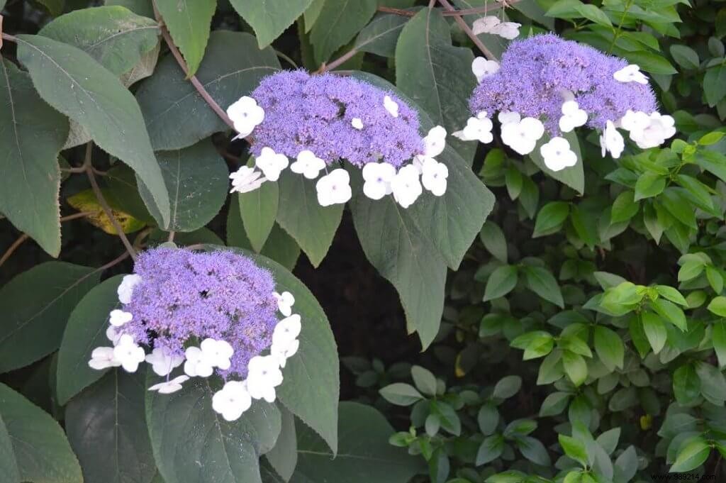 Hydrangeas Debunked: Not Acid-Lovers – Expert Soil Guide for Vibrant Blooms