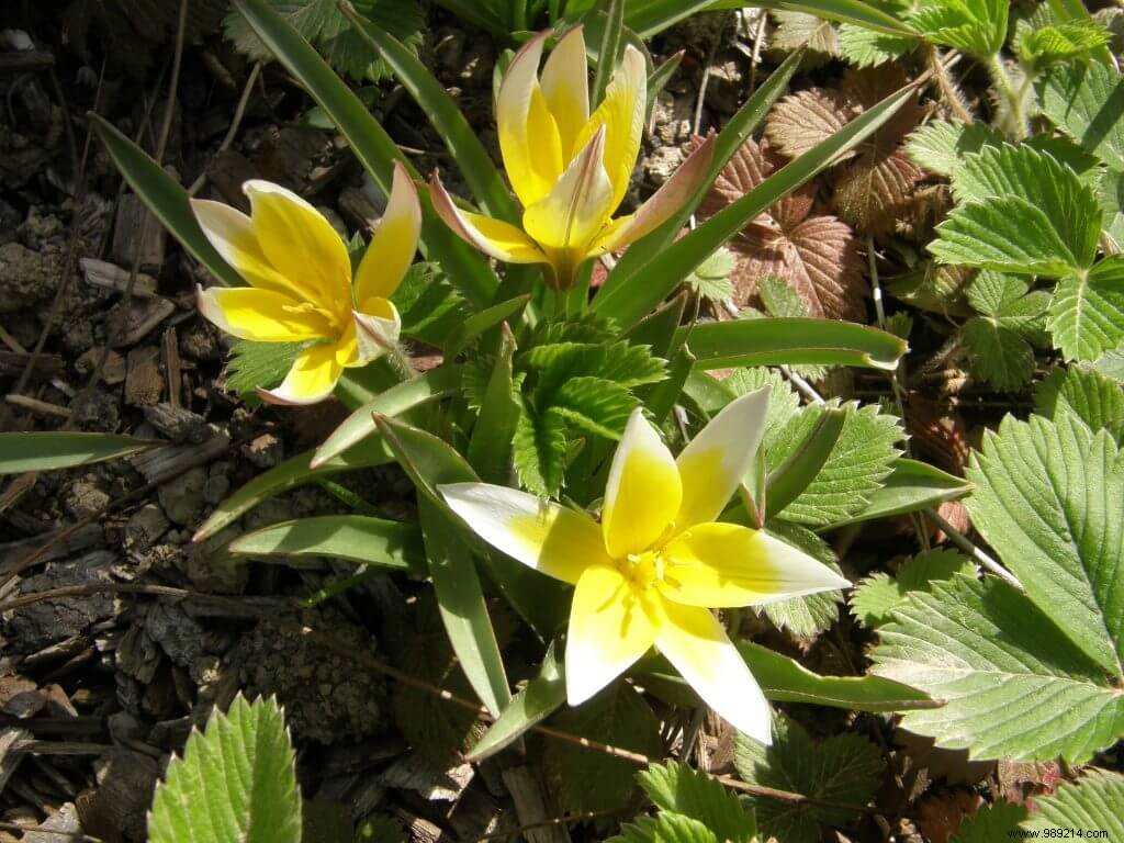 Bulb Size Guide: Understanding Caliber for Superior Spring Blooms