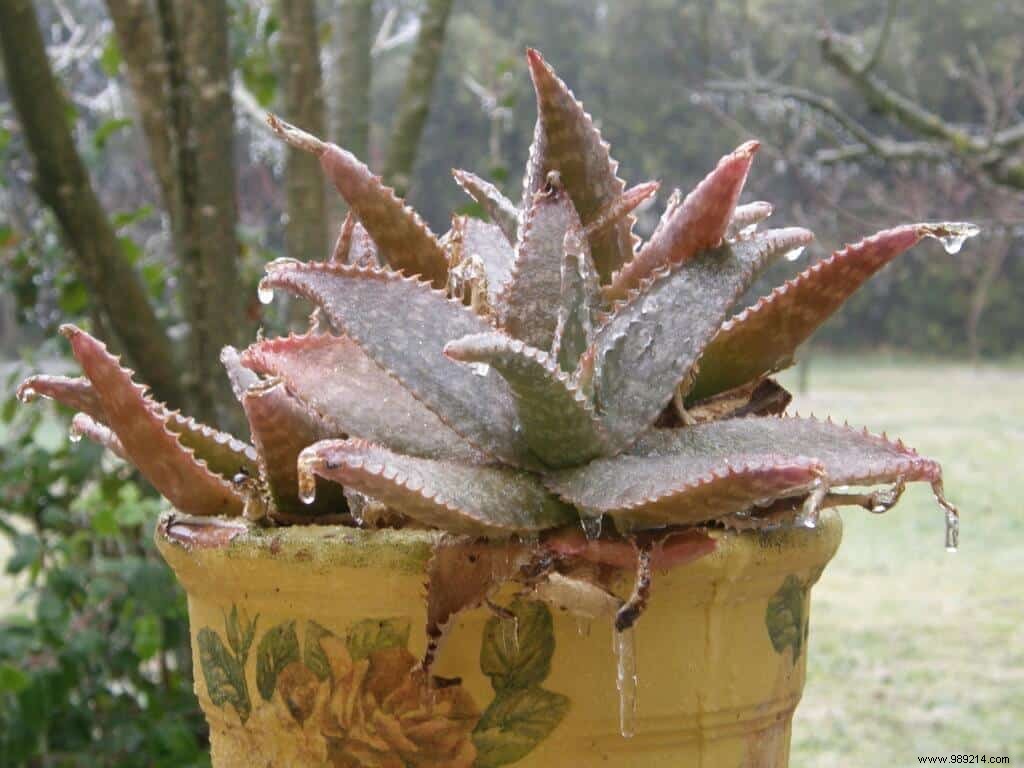 Winter Protection for Frost-Prone Plants: Expert Timing and Techniques