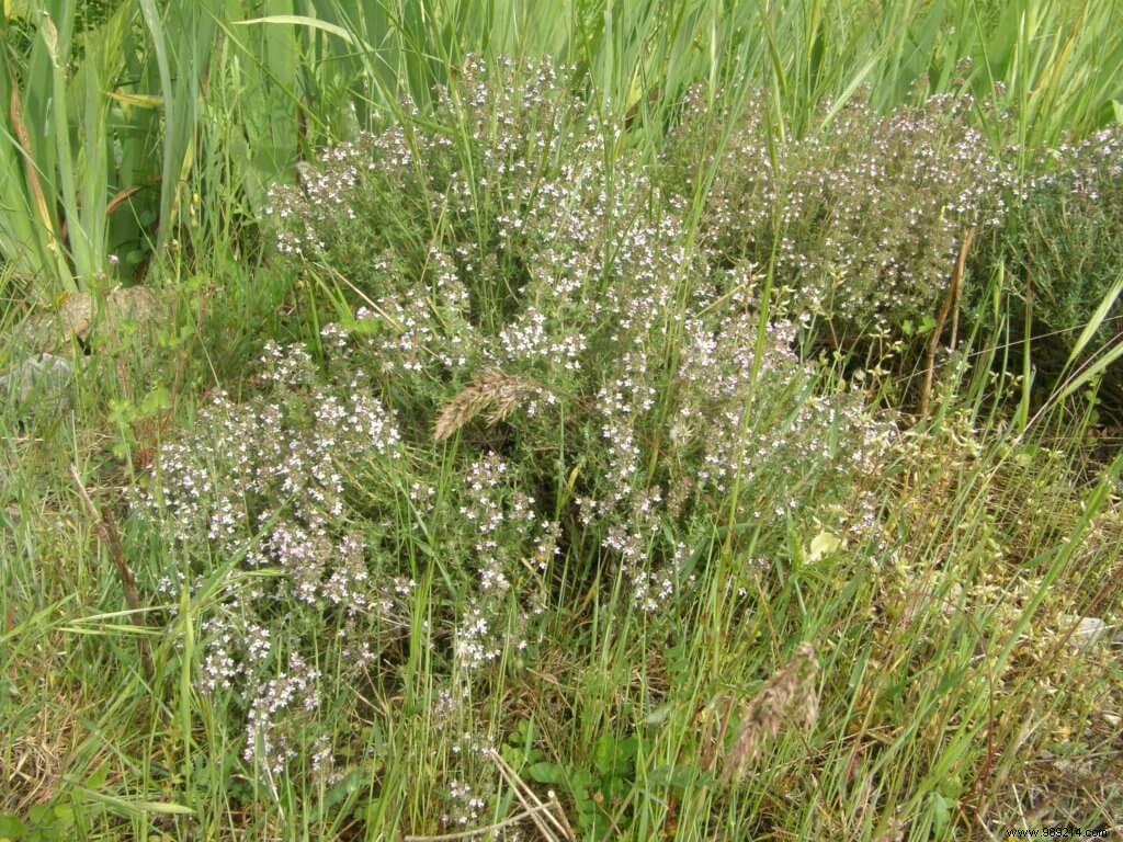 Thyme, Wild Thyme, Savory, and Farigoulette: Aromatic Garden Essentials